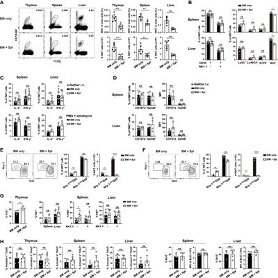 Impaired thymic iNKT cell differentiation at early precursor stage in murine haploidentical bone marrow transplantation with GvHD